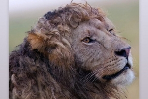 羡慕啊！詹姆斯转发卷毛狮子照：你们很幸运我的头发不再生长了！